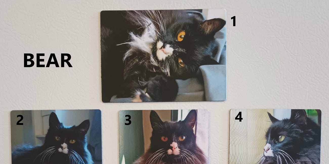Bear and Harry magnets available for purchase!