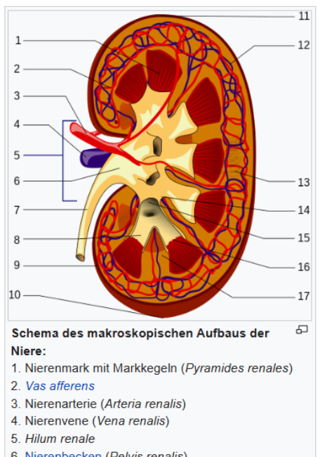 Nierenprobleme durch modRNA Produkte