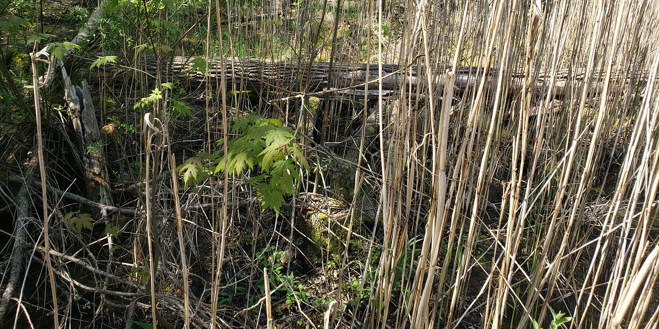 We're Going In: The Great Baehre Swamp