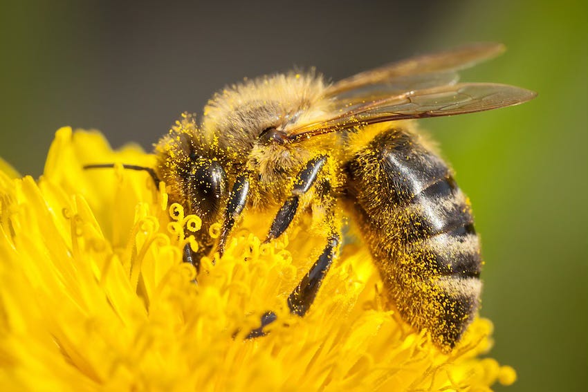 Effets des substituts de pollen sur l’équilibre microbiologique intestinal des abeilles