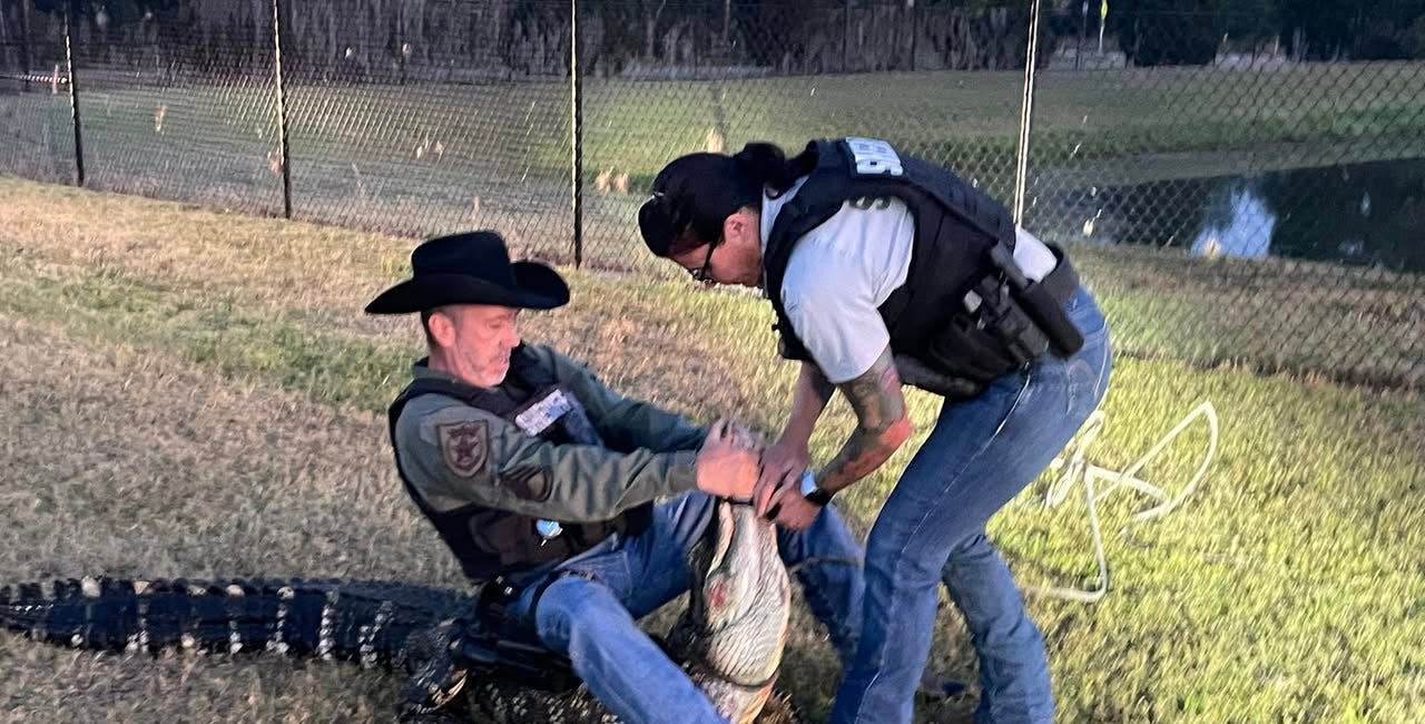 Deputies Wrestle Alligator Near Parrish Community High School, Relocate It Safely