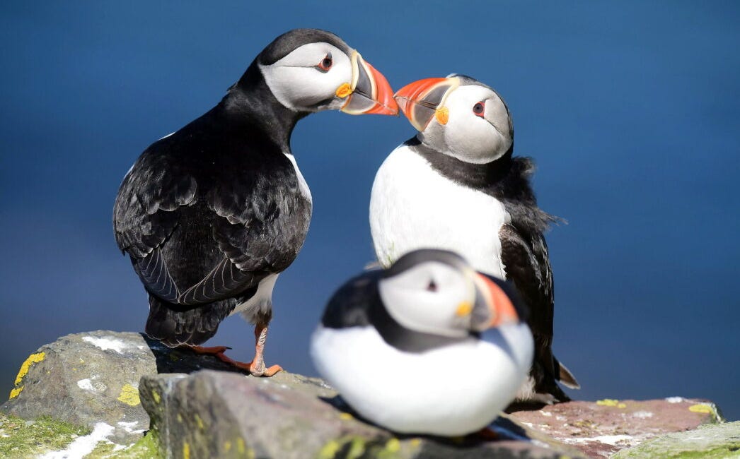 A century of important bird watching