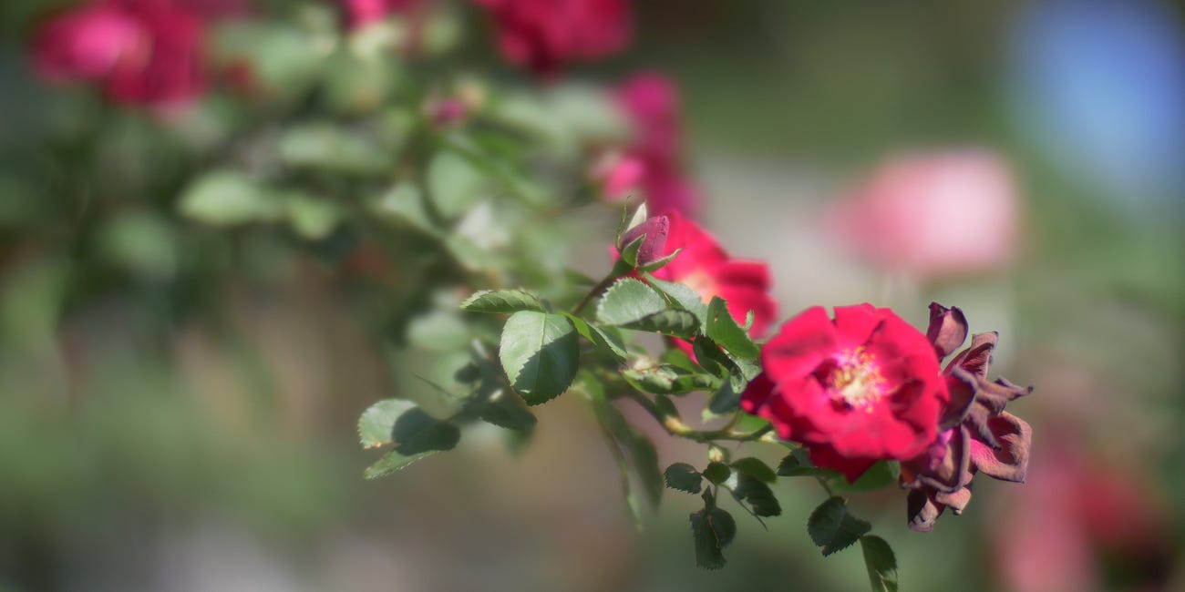 The Joy of old glass on new cameras