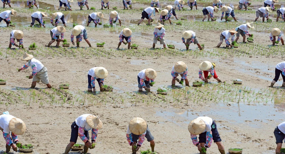 How rice farming remade East Asians