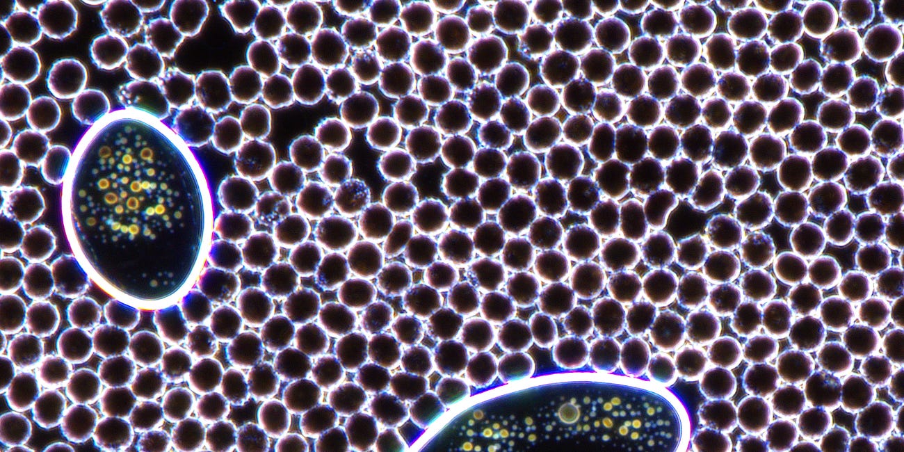 The current state of blood and what's in it. Also see that whites cells are now at major risk due to alteration.