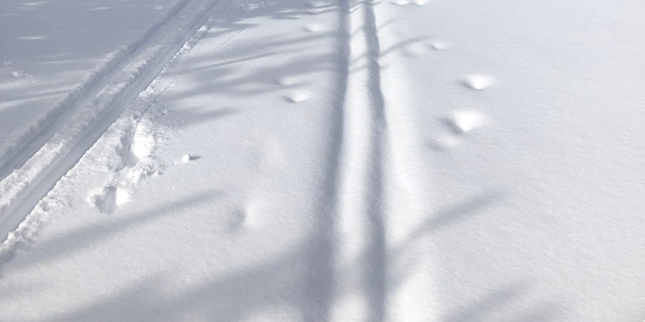 We Cross-Country Ski the Course