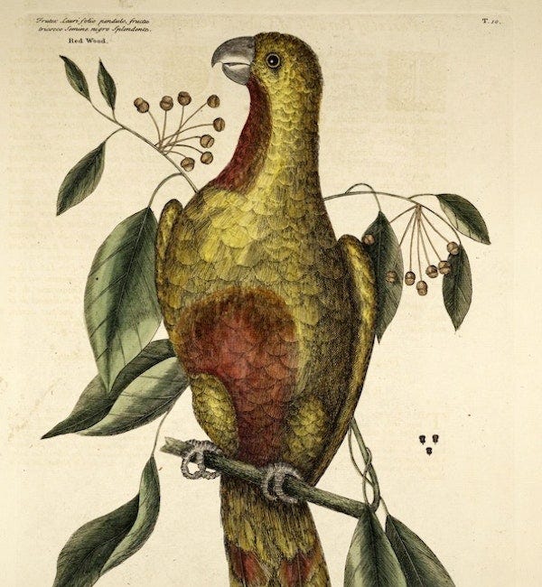 '"Hope" is the thing with feathers'