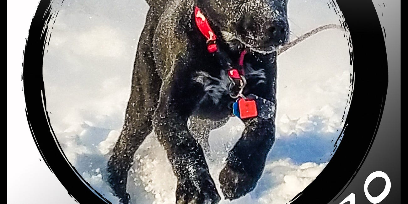 How a Neighbor Probably Saved my Puppy's Life with a Thoughtful Suggestion