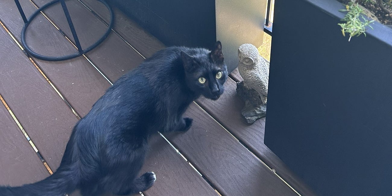 My Nemesis & Walking My Cat