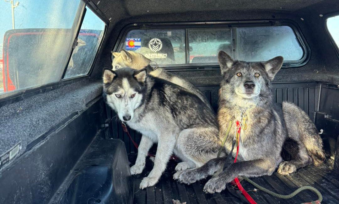 Wolfdog found - he's now safe at home 