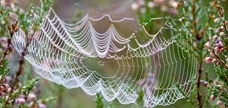 Delicate