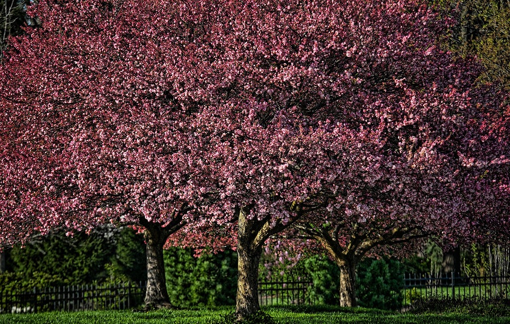Three Trees. Two Views.