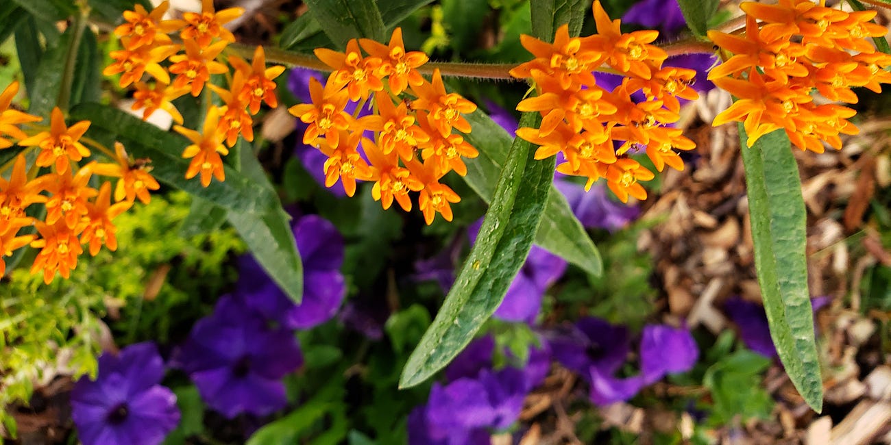 What's All the Fuss About Native Species?