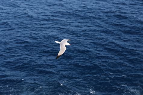 The Story of the "Sinking Gull," Who Was Flying Underwater, That is, Me