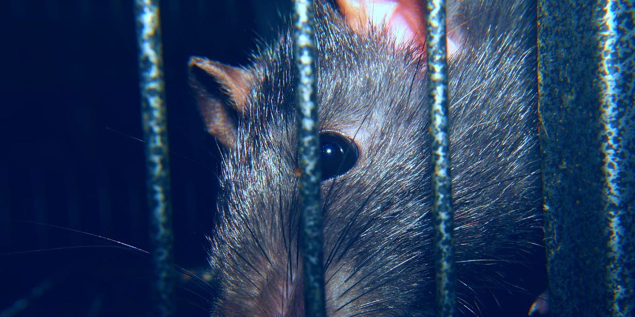 'Autism-Like Behaviors' in Offspring of COVID-Vaccinated Pregnant Rats: Journal 'Neurochemical Research'
