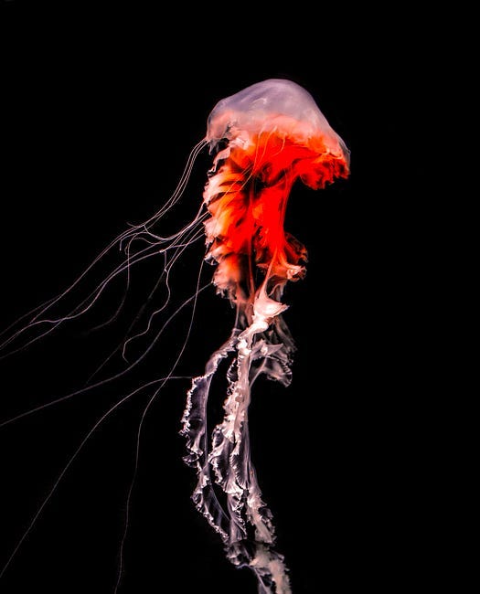 Writing Prompt: Why Be Mortal When You Can Be Immortal?