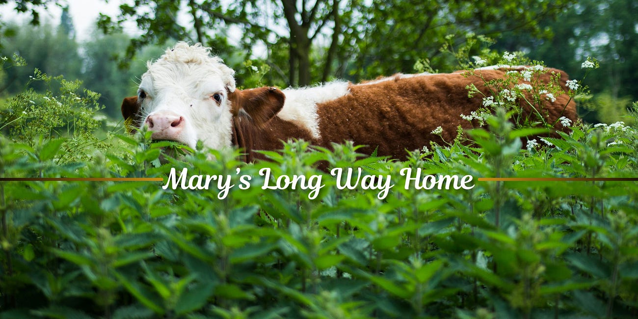 Mary’s Long Road Home