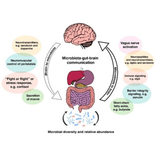 Fix Your Brain By Repairing Your Gut