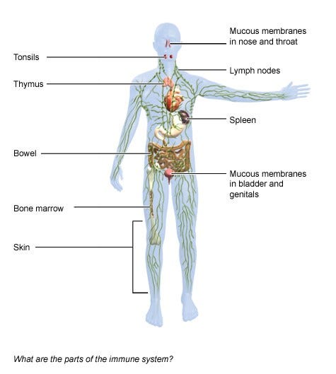 A Breakthrough in How Proteins Are Used for Turning the Body into a Semi-Synthetic Organism