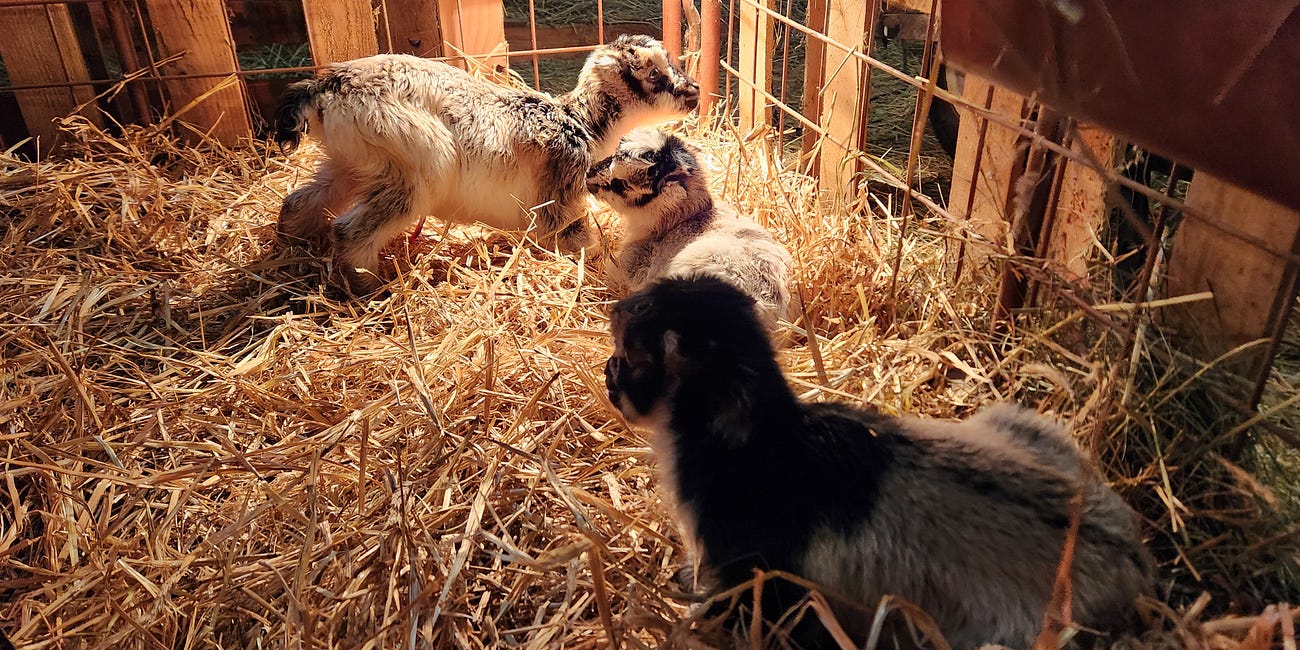 Daisy had triplets! 🐐💙🐐💝🐐💙