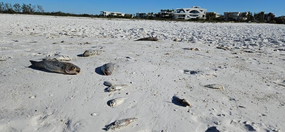Red Tide Brings Fish Kills and Beach Disruptions to Manatee County