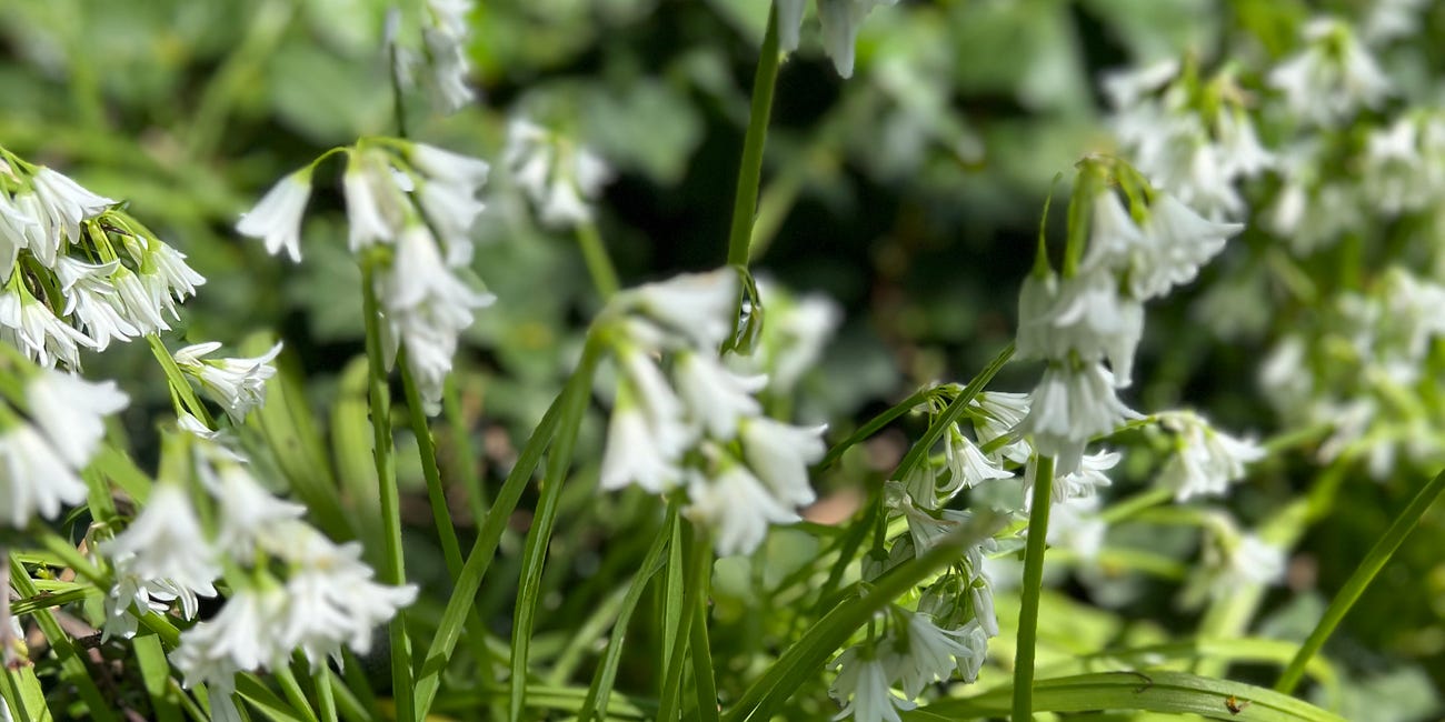 NOTES from. the plant kingdom // the three-cornered leek