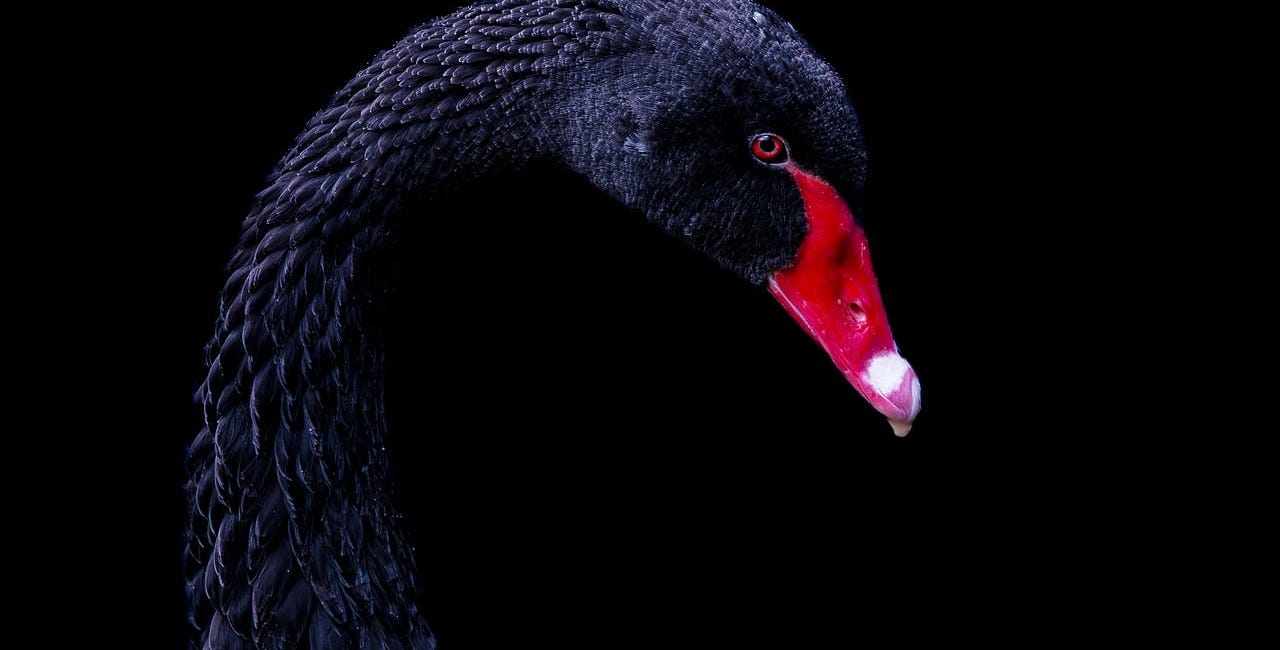 It's Black Swan Season Folks