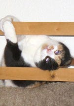 Ayn Rand Was Right: Cats Are Objectively Valuable