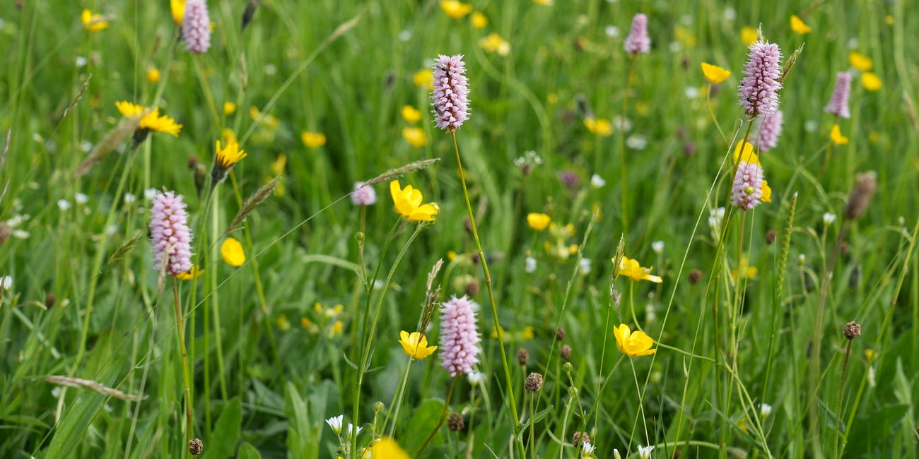 How to establish permanent wildflower plantings