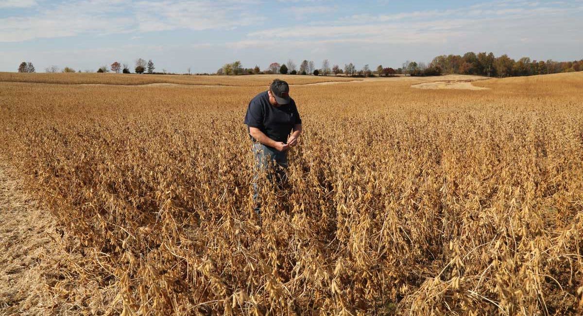 I’m a Soybean Farmer Who Voted for Trump. I’m Begging the President to End the Trade War.