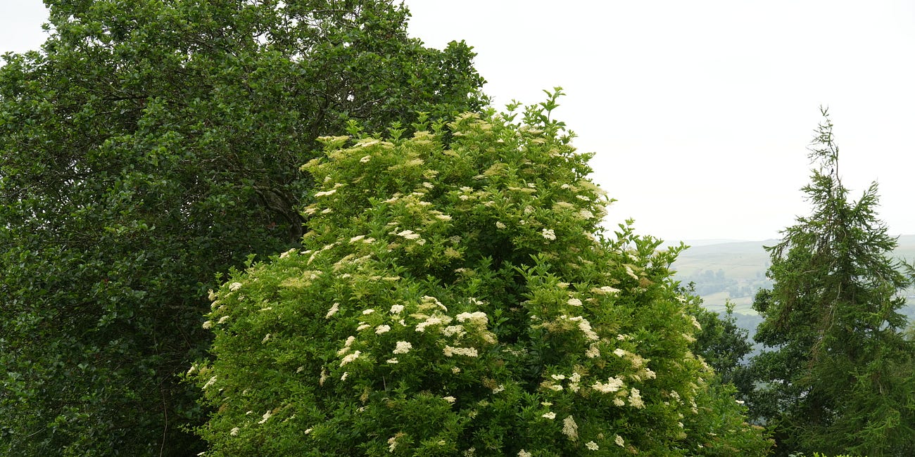 Sambucus nigra | elderflower tree 