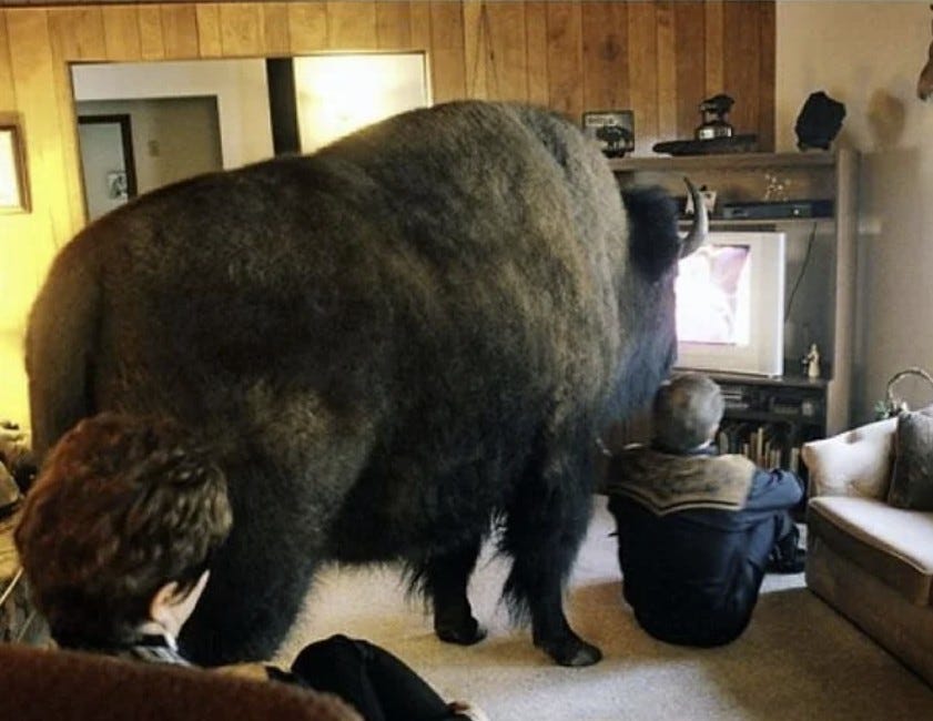 Meet Jim Sautner, the Buffalo Whisperer...
