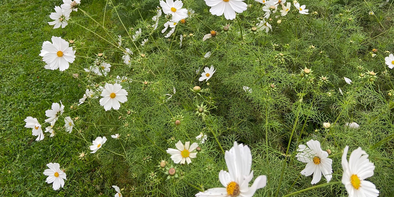 10 essential tips for choosing plants for your garden