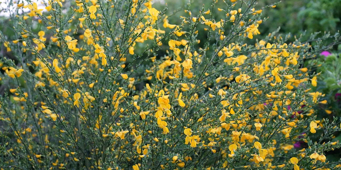 Cytisus scoparius | broom