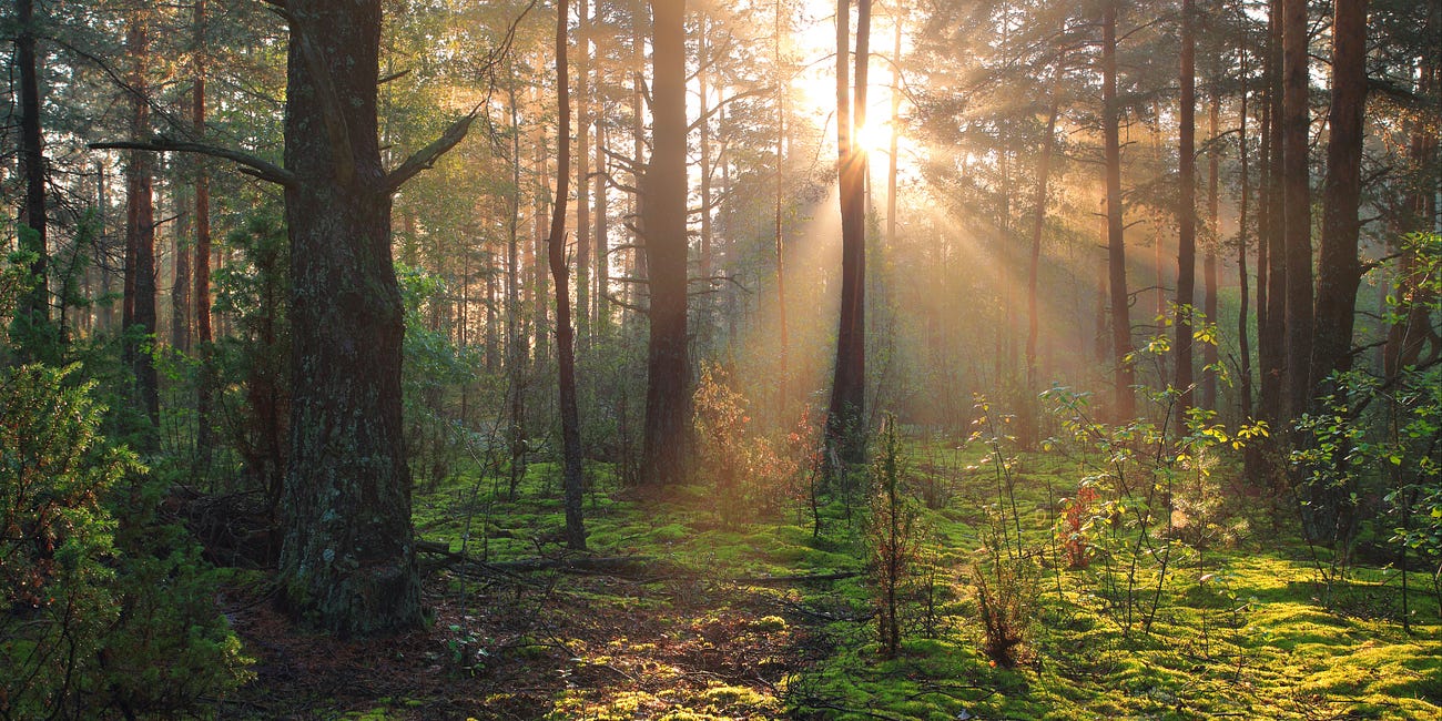 If We Lose a Forest, What Do We Lose? 12 Benefits of Forests … Just for Starters … 