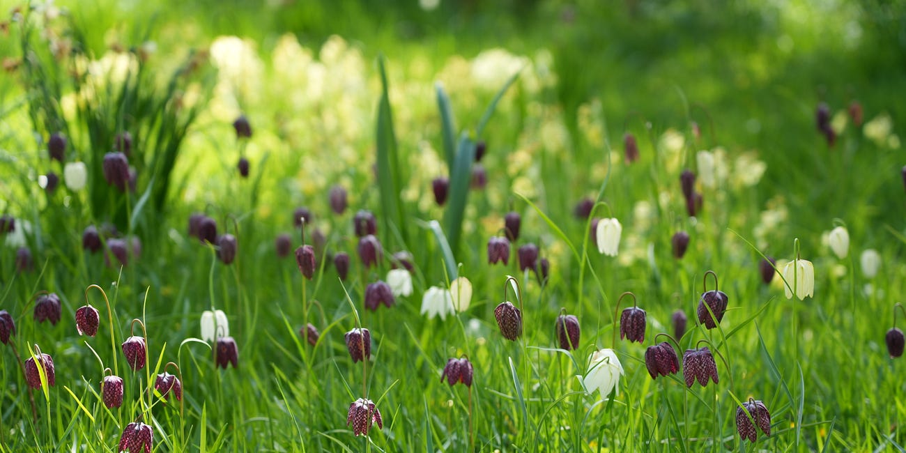 Fritillaria meleagris | Snakeshead fritillary 