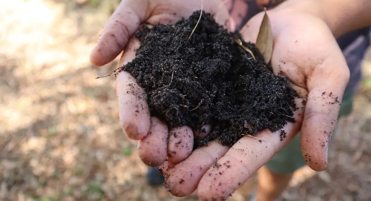 Gardening Simplified: The Unmatched Versatility and Ease of Pawpaw Trees