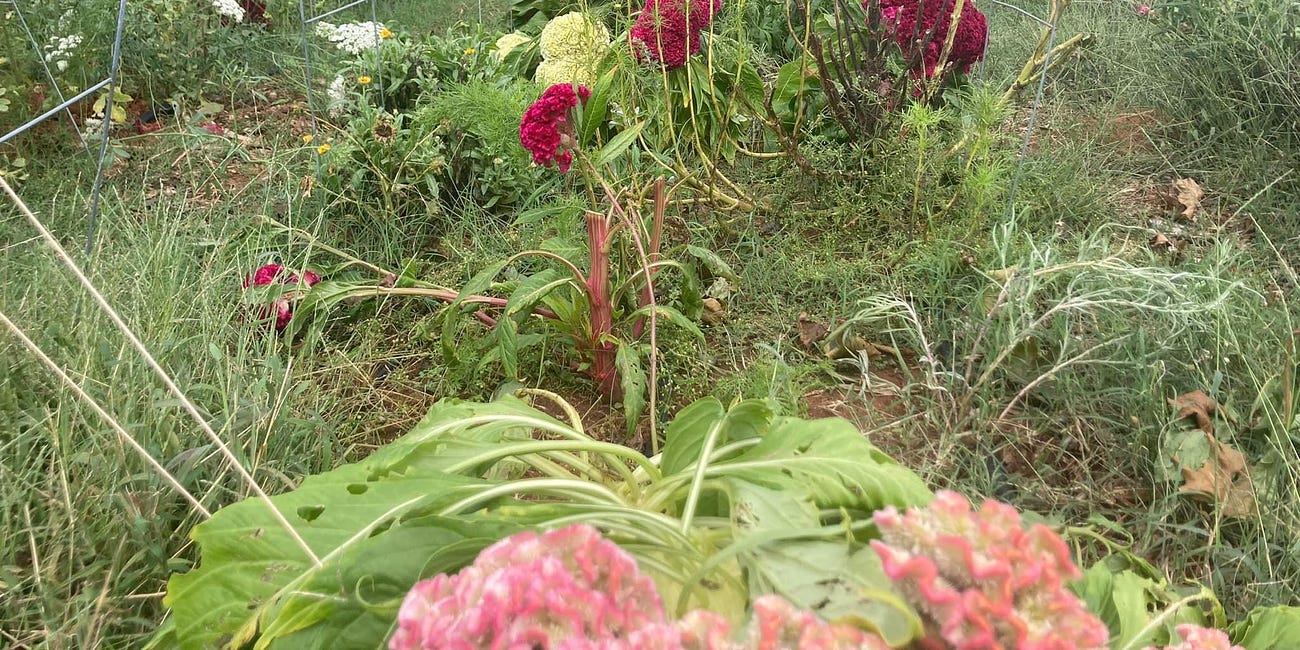 I Murdered My Wife's Garden