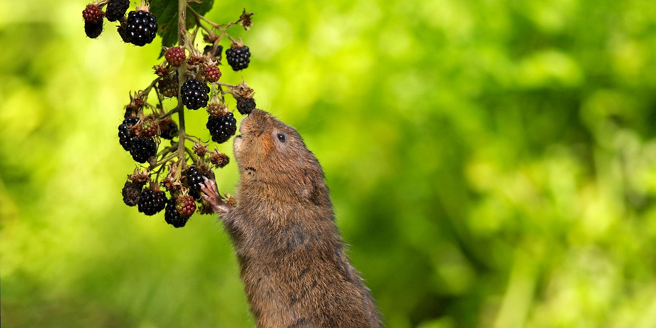 Endangered Water Voles Reintroduced at LettsSafari Parks