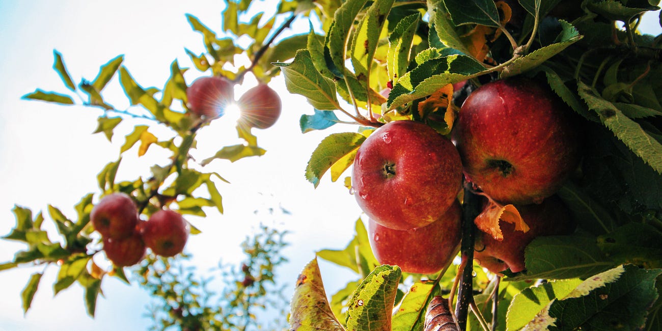 A deep loss, a gift and blessing the apple tree