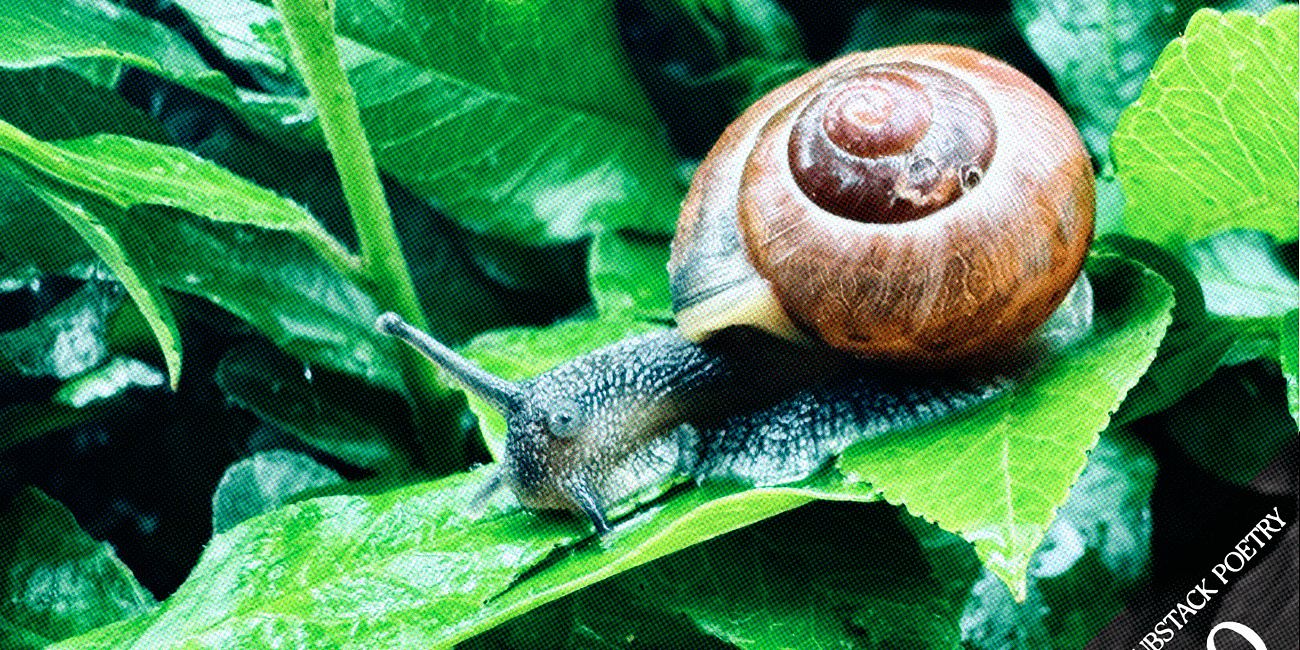 A Week In Substack Poetry #20