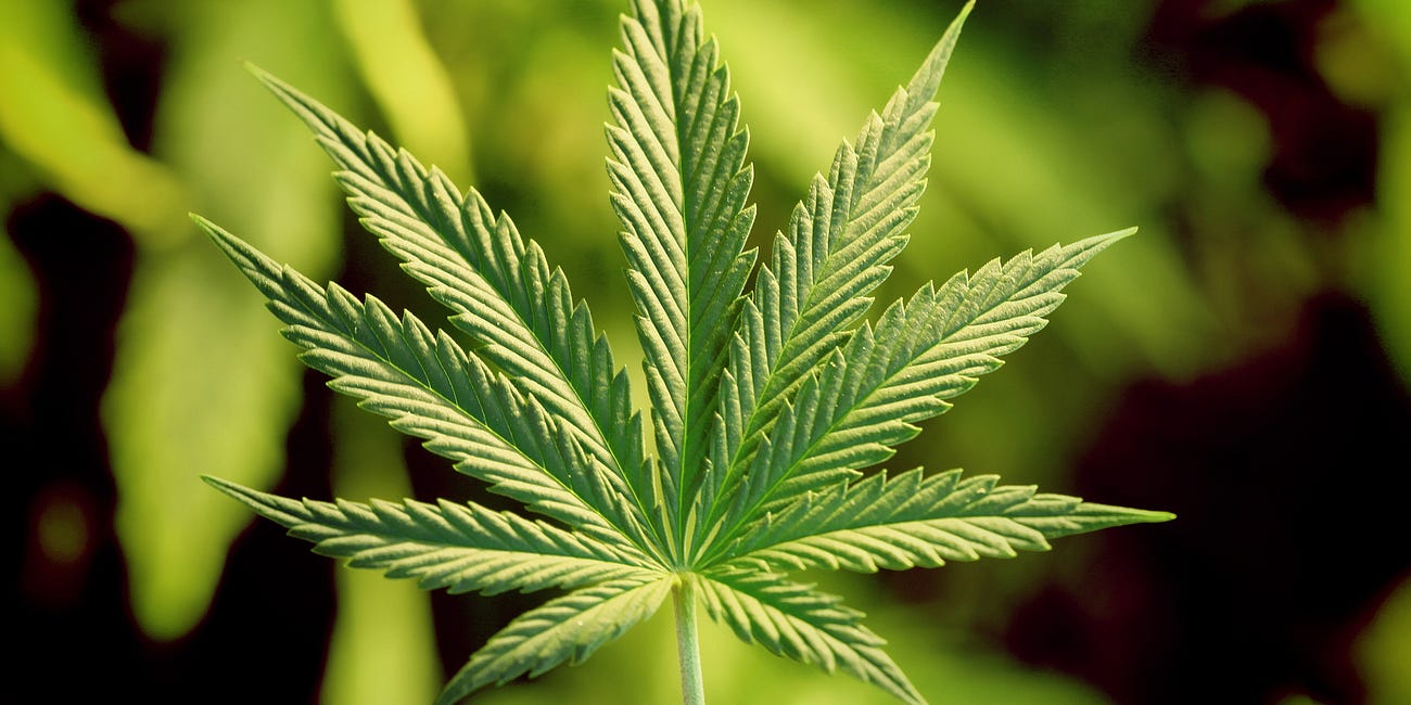 The Heritage Foundation’s Collectivist Call to Ban Marijuana