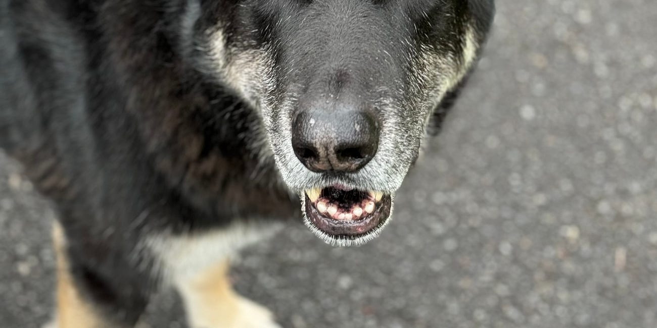 Bella