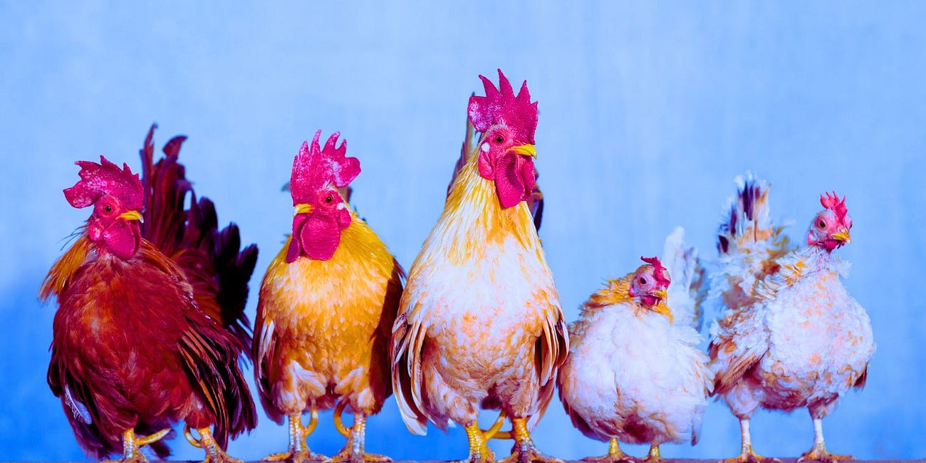 California Declares Bird Flu State of Emergency