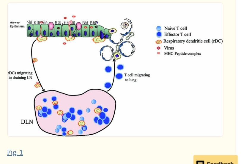 How the Immune System Fights a Respiratory Infection