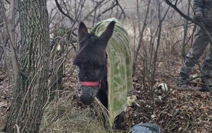 Russian Army Resorts To Donkey Logistics
