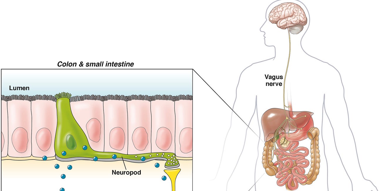 How does the Brain-Gut-Axis really work?