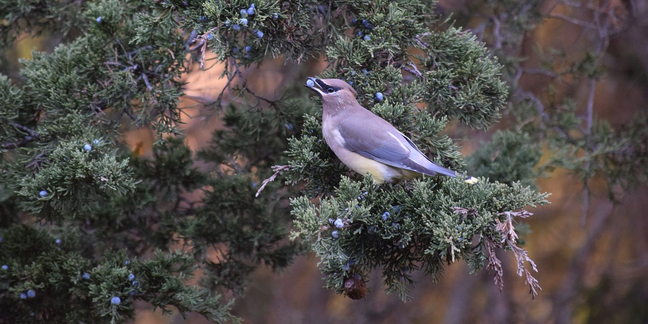 Cedar Waxwings