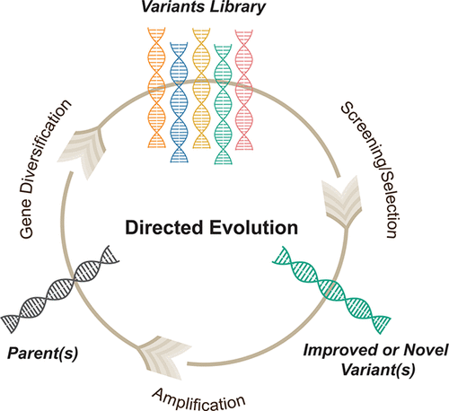 Directed Evolution = Gain of Function