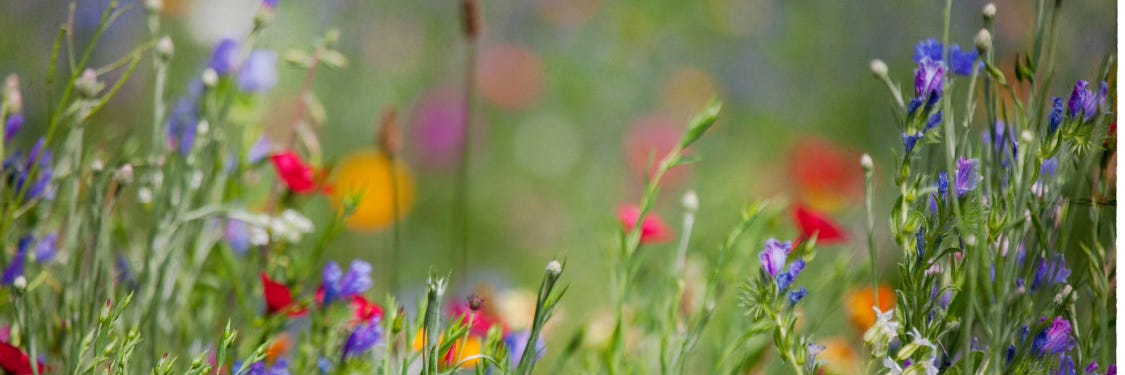 Monthly Edition : Growth